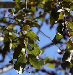 Combretum hereroense hereroense