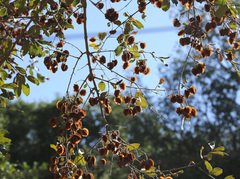 Combretum hereroense hereroense