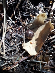 Glomeridae