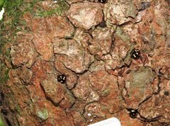 Derispia maculipennis