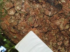 Derispia maculipennis