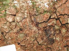 Derispia maculipennis