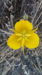 Calochortus weedii