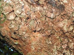 Derispia maculipennis