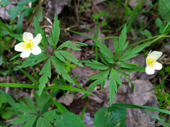 Anemonoides uralensis