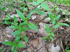 Cerastium pauciflorum