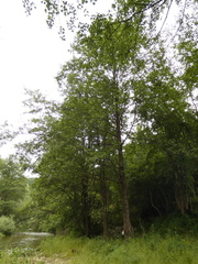 Alnus rohlenae