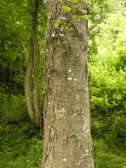 Alnus rohlenae