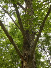 Alnus rohlenae