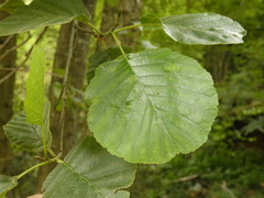 Alnus rohlenae