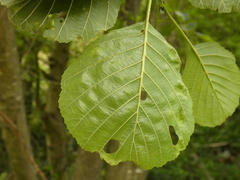 Alnus rohlenae