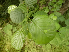 Alnus rohlenae