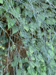 Asparagus virgatus