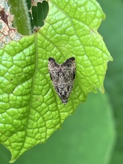 Olethreutes inornatana