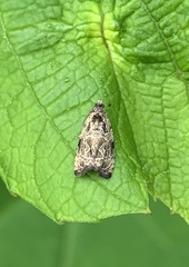 Olethreutes inornatana