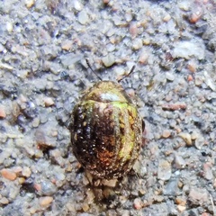 Cytilus sericeus