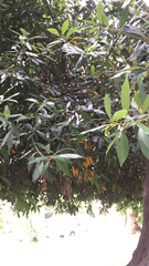Magnoliopsida