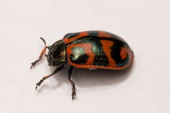 Chrysomela lapponica