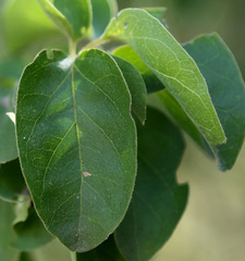 Plectroniella armata