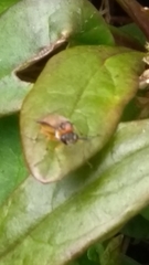 Athalia rosae