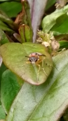 Athalia rosae