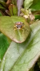 Athalia rosae