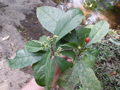 Eumachia cupulicalyx