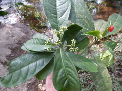 Eumachia cupulicalyx