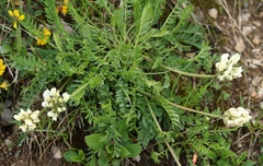 Oxytropis campestris