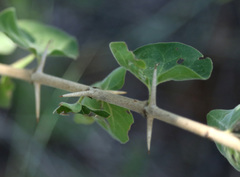 Plectroniella armata