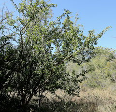 Plectroniella armata