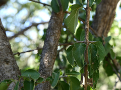 Plectroniella armata