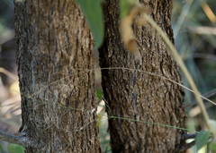 Plectroniella armata