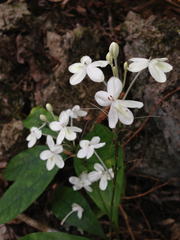 Pseuderanthemum