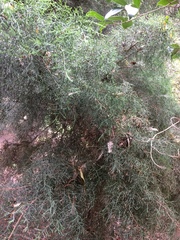 Juniperus × pfitzeriana