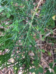 Juniperus × pfitzeriana