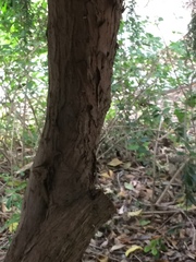 Juniperus × pfitzeriana