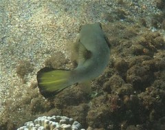 Arothron immaculatus