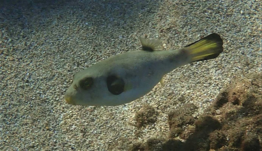 Narrow-lined toadfish