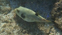 Arothron immaculatus