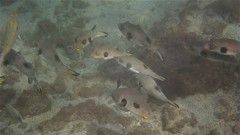 Arothron immaculatus