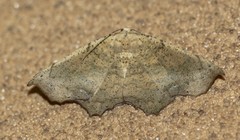 Polyacme dissimilis