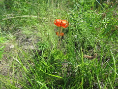 Lilium pumilum