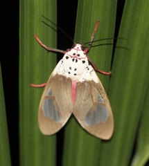 Amerila crokeri