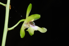 Eulophia analamerensis image