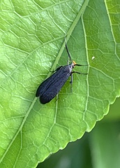 Dichomeris nonstrigella