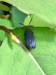 Dichomeris nonstrigella