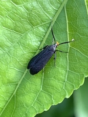 Dichomeris nonstrigella