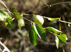 Strychnos spinosa spinosa