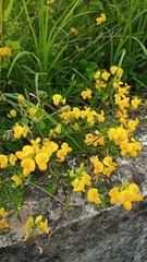Lotus corniculatus